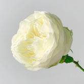 Pure Blond Rose